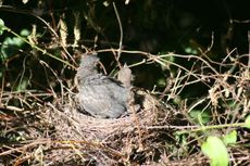 Amsel-9-Tag-14.jpg